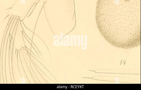 . Die Süsswasser-Mikrofauna Deutsch-Ost-Afrikas. Invertébrés d'eau douce ; eau douce ; les animaux invertébrés. X. »/'l". Veuillez noter que ces images sont extraites de la page numérisée des images qui peuvent avoir été retouchées numériquement pour plus de lisibilité - coloration et l'aspect de ces illustrations ne peut pas parfaitement ressembler à l'œuvre originale.. Daday, Eugen v. Stuttgart : E. Schweizerbart Banque D'Images