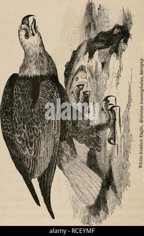 . Éléments d'zoölogy : un manuel. Zoologie. 180 vertébrés : AVES OU OISEAUX. m S3. Veuillez noter que ces images sont extraites de la page numérisée des images qui peuvent avoir été retouchées numériquement pour plus de lisibilité - coloration et l'aspect de ces illustrations ne peut pas parfaitement ressembler à l'œuvre originale.. Tenney, Sanborn, 1827-1877. New York : Scribner Banque D'Images