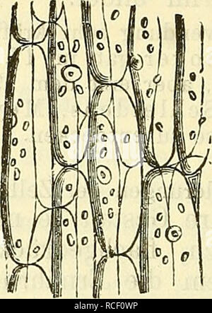 . Die wissenschaftliche Ausbildung des Apothekerlehrlings Gehülfenexamen und seine Préparation zum : mit Rücksicht auf die neuesten Anforderungen. La pharmacie, la chimie, la physique, la botanique, l'éducation, de la pharmacie. . Veuillez noter que ces images sont extraites de la page numérisée des images qui peuvent avoir été retouchées numériquement pour plus de lisibilité - coloration et l'aspect de ces illustrations ne peut pas parfaitement ressembler à l'œuvre originale.. Schlickum, O. (Oscar), 1838-1889. Leipzig : Günther Banque D'Images