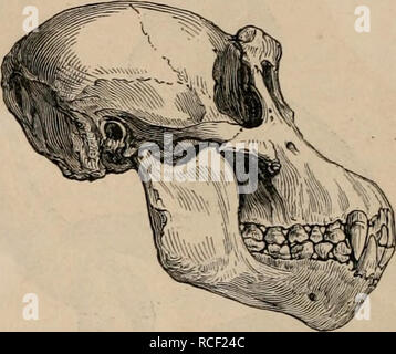 . Éléments d'zoölogy : un manuel. Zoologie. 74 vertébrés : Mammalia. Les mots grecs, de kata, bas, et Rhin, le nez. Le Catarrhine singes sont le plus grand et le plus puissant, et le plus féroce de tous les quadrumanes, et ceux qui portent la ressemblance la plus proche à l'homme.* Leurs dents sont trente-deux, le même nombre qu'en l'homme. Certaines espèces de * FIG. 71.. Crâne de chimpanzé, Troglodytes niger, Geoffrey. De taille très réduite. Ces singes, comme le gorille, chimpanzé, et de l'Afrique de l'ouest tropicale, l'Orang-Outang, de Bornéo, et les gibbons, de l'Inde, est connu comme l'homme singes ou des singes anthropoïdes. Banque D'Images