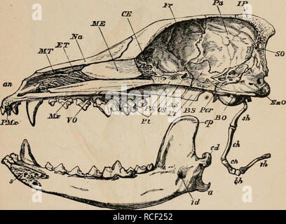 . Éléments d'zoölogy : un manuel. Zoologie. STKUCTUKE DU CRÂNE. 55 Les mammifères sont les seuls animaux qui ont des dents im- plantés par deux ou plus de racines ou de crocs. Les dents ne sont pas considérés comme une partie de la véritable squelette, l'évolution en cours de la muqueuse, qui est FIG. 62. un. Crâne d'un chien ; section longitudinale et verticale, avec la moitié droite de la mandibule ou mâchoire inférieure et arch-byoid la mâchoire inférieure de personnes déplacées vers le bas pour afficher l'ensemble de la forme. De taille réduite. Un, antérieur narial aperture ; MT, chirurgie maxillo-turbinal ; os turbinal ethmo-ET, ; Na, nasal ; moi, sclérosé partie de la mese Banque D'Images