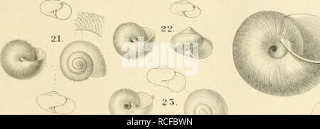 . Die sÃ¼dafrikanischen Mollusken ; ein Beitrag zur Kenntniss der Mollusken des Kap- Natallandes und Verbreitung und zur geographischen Beschreibung und mit derselben, figure der neuen Arten. Les mollusques. 0 :- ^. - J I 2A. J ^ JF 26. 7r|. lloiireta cosfaia. 2. Yarlmeolala Sipionma capensis.3 Sipionaria, Ood-nous. i.S.vanatftg 5. S.aspera. 6 naieaensis^ 7, S..¤limcajTaak irÃ TJss.^ EnafalensK Ã.9 Ecruciata.lo.Eau,^aJis. Il.ftupfflssa xraj (aperia. 12. Crepiiida hqoairoa laAncr^. Desi ks caffer. M.B^aaafalensis. 15. Ex-Sucomea^l'aia. 16. Succmea striaia. Il Yrfrma naialensis.1Â". Felis Â"aen. laipmfuis 2 Banque D'Images