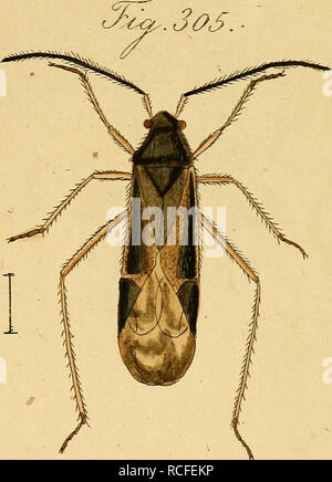 . Wanzenartigen Die Insecten. getreu nach der Natur und beschrieben abgebildet. Hemiptera ; les insectes. . Veuillez noter que ces images sont extraites de la page numérisée des images qui peuvent avoir été retouchées numériquement pour plus de lisibilité - coloration et l'aspect de ces illustrations ne peut pas parfaitement ressembler à l'œuvre originale.. Hahn, Carl Wilhelm, 1786-1836 ; Herrich-Schäffer, G. A. W. (Gottlieb August Wilhelm), 1799-1874. Nürnburg : C. H. Zeh Banque D'Images