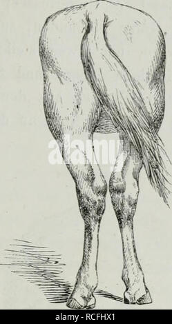 . Die Thierzucht. Les animaux domestiques ; l'élevage ; l'élevage. Die hinteren. Gliedmaassen 2ssl Fiic. II !).. Kuhhessiff. Fig. 120. Fig. 121.. Veuillez noter que ces images sont extraites de la page numérisée des images qui peuvent avoir été retouchées numériquement pour plus de lisibilité - coloration et l'aspect de ces illustrations ne peut pas parfaitement ressembler à l'œuvre originale.. Settegast, H. Breslau : Korn Banque D'Images