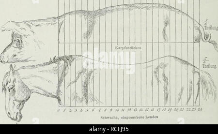 . Die Thierzucht. Les animaux domestiques ; l'élevage ; l'élevage. Fig. G6. (Vergl. S. 201 u. 202).. Senkrücken. Veuillez noter que ces images sont extraites de la page numérisée des images qui peuvent avoir été retouchées numériquement pour plus de lisibilité - coloration et l'aspect de ces illustrations ne peut pas parfaitement ressembler à l'œuvre originale.. Settegast, H. Breslau : Korn Banque D'Images