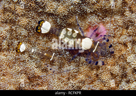 De magnifiques crevettes (ou en verre) - Crevettes Anémone Periclimenes brevicarpalis Banque D'Images