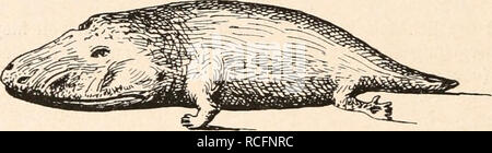 . Die stämme der wirbeltiere. L'évolution, la paléontologie, les Vertébrés. Fig. 219. Von Cyclotosaurus stantonensis Hinterhaupt, A. S. Woodward, aus dem unteren Keuper von Stanton bei Uttoxeter, Angleterre. - Rekonstruktion 2/3 en nat. Gr., mit der Benützung Abbildungen von A. Smith Woodward (1904), F. C. Huene (1910) und C. Wiman (1912). Bo.  = Basioccipitale. Co.  = Condylus occipital. Asm.  = Dermosupraoccipitale. L'OT.  = Exoccipitale. Fm.  = trou occipital. F. q. Foramen  = quadrati. Op.  = Opisthoticum. Pt.  = ptérygoïde. Q.  = Quadratum. Qj.  = quadratojugale. So.  = Supraoccipitale. Sq.  = Squamosum. Onglet.  = Banque D'Images