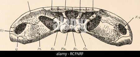 . Die stämme der wirbeltiere. L'évolution, la paléontologie, les Vertébrés. 292 Die Stämme der Wirbeltiere. Plagiosternum. - Schädel sehr breit und kurz, von auffallender la Gestalt. - Trias von Schwaben (oberer Keuper Muschelkalk und im).1 (Fig. 221.) Sq. Onglet. Asm. So. Op.. Fig. 219. Von Cyclotosaurus stantonensis Hinterhaupt, A. S. Woodward, aus dem unteren Keuper von Stanton bei Uttoxeter, Angleterre. - Rekonstruktion 2/3 en nat. Gr., mit der Benützung Abbildungen von A. Smith Woodward (1904), F. C. Huene (1910) und C. Wiman (1912). Bo.  = Basioccipitale. Co.  = Condylus occipital. Asm.  = Dermosupra Banque D'Images