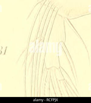 . Die Süsswasser-Mikrofauna Deutsch-Ost-Afrikas. Invertébrés d'eau douce ; eau douce ; les animaux invertébrés. :Io  %. IV. Veuillez noter que ces images sont extraites de la page numérisée des images qui peuvent avoir été retouchées numériquement pour plus de lisibilité - coloration et l'aspect de ces illustrations ne peut pas parfaitement ressembler à l'œuvre originale.. Daday, Eugen v. Stuttgart : E. Schweizerbart Banque D'Images