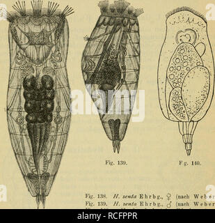 . Die Süsswasserfauna Deutschlands : eine Exkursionsfauna. Animaux d'eau douce ; les animaux aquatiques. 80 Dieffenbach, Länge des ? : 400-500 [x. Länge des c^ : 200-250 ^. Nicht besonders, allziihäufig stagnierenden verschmutzten, im Wasser. Schwanenteich i. Leipzig, Lütjenburger Tümpel an der Straße b. Plön, Tümpel bei Lengsdorf b. Bonn.. Fig. 138. Fg. 140. Fig. 138. H. senta e h r b g., 9 (nach Weber). Fig. 139. H. senta. Ehrbg^ (, nach (Weber). Fig. 140. H. brachydactyla. Ehrbg (Nach e h r e n b e r g). Ehrbg Hydat. brachydactyla. (Fig. 140). Zweifelhafte Formulaire. Vielleicht eine junge. Hydat senta. vom Banque D'Images