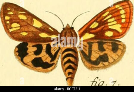 . Die Schmetterlinge in Abbildungen nach der Natur. Lepidoptera ; les papillons. fr*. fr-1- Plialaen Bmrib : emop. et. al. de ?derfo. crLrü. rr. Zirv. Sj&gt ;. 67. Turpurea .af.j. m^.ssf. *./W. 7 %.*. Ur^.ssf. *. ChyßaKr.fr 3.folteuhur.ss2. * 3a.nl, STiril. &Amp;rfta*ri., al. Jeß.Aufca m4LF.fr. 7.ßvemma . ^^. Veuillez noter que ces images sont extraites de la page numérisée des images qui peuvent avoir été retouchées numériquement pour plus de lisibilité - coloration et l'aspect de ces illustrations ne peut pas parfaitement ressembler à l'œuvre originale.. Esper, Eugen Johann Christoph, 1742-1810 ; Charpentier, Toussaint von, 1779 ou Banque D'Images