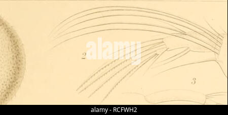 . Die Süsswasser-Mikrofauna Deutsch-Ost-Afrikas. Invertébrés d'eau douce ; les animaux d'eau douce ; invertébrés. licci l enfer.ix.. X. Veuillez noter que ces images sont extraites de la page numérisée des images qui peuvent avoir été retouchées numériquement pour plus de lisibilité - coloration et l'aspect de ces illustrations ne peut pas parfaitement ressembler à l'œuvre originale.. Daday, Eugen v. Stuttgart : E. Schweizerbart Banque D'Images