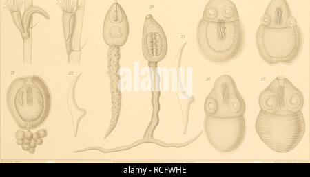 . Die Süsswasser-Mikrofauna Deutsch-Ost-Afrikas. Invertébrés d'eau douce ; eau douce ; les animaux invertébrés. . Veuillez noter que ces images sont extraites de la page numérisée des images qui peuvent avoir été retouchées numériquement pour plus de lisibilité - coloration et l'aspect de ces illustrations ne peut pas parfaitement ressembler à l'œuvre originale.. Daday, Eugen v. Stuttgart : E. Schweizerbart Banque D'Images