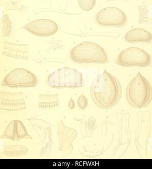 . Die Süsswasser-Mikrofauna Deutsch-Ost-Afrikas. Invertébrés d'eau douce ; eau douce ; les animaux invertébrés. TciI'.XJl.. ÖjlljijfllJlilfmi^. Veuillez noter que ces images sont extraites de la page numérisée des images qui peuvent avoir été retouchées numériquement pour plus de lisibilité - coloration et l'aspect de ces illustrations ne peut pas parfaitement ressembler à l'œuvre originale.. Daday, Eugen v. Stuttgart : E. Schweizerbart Banque D'Images