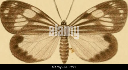 . Die schmetterlinge der inseln Philippinischen. Beitrag zur indo-malayischen lepidopteren-faune. Lepidoptera ; les mites. . Veuillez noter que ces images sont extraites de la page numérisée des images qui peuvent avoir été retouchées numériquement pour plus de lisibilité - coloration et l'aspect de ces illustrations ne peut pas parfaitement ressembler à l'œuvre originale.. Semper, Georg. Wiesbaden, C. W. Kreidel Banque D'Images