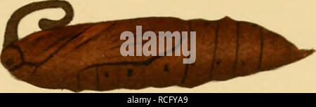 . Die schmetterlinge der inseln Philippinischen. Beitrag zur indo-malayischen lepidopteren-faune. Lepidoptera ; les mites. . Veuillez noter que ces images sont extraites de la page numérisée des images qui peuvent avoir été retouchées numériquement pour plus de lisibilité - coloration et l'aspect de ces illustrations ne peut pas parfaitement ressembler à l'œuvre originale.. Semper, Georg. Wiesbaden, C. W. Kreidel Banque D'Images