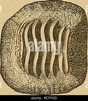 . Die Reptilien und Fische der böhmischen. Kreideformation Fig. 35. Ptychodus, polygirus Mecholup. von Ag. Dans natürlicher Basis Grösse. Un von oben, B von der inneren Seite. Es zeichnet sich von der folgenden Art P. latissimus durch die Zahl grössere (9) aus der Rippen, welche nach den Seiten hin umbiegen rasch und sich auf der Innenseite dans der Mitte der Seiten- fläche wechselseitig vereinigen. Ptychodus latissimus, Ag. Reuss (I, p. 1. Taf. II, F. 5-8. - Geinltz II, p. 212. Taf. 40, F. 16, 22.) Holzschnitt Fig. 36. Das Exemplar abgebildete wurde in den Teplitzer Schichten am Egerufer zwischen Laun u Banque D'Images