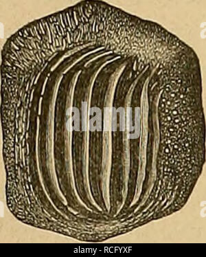 . Die Reptilien und Fische der böhmischen. Kreideformation 15 Musée Unser erhielt es aus den Weissenberger Schichten von Mecholup von H. P. Kara zum Geschenke.. Fig. 35. Ptychodus, polygirus Mecholup. von Ag. Dans natürlicher Basis Grösse. Un von oben, B von der inneren Seite. Es zeichnet sich von der folgenden Art P. latissimus durch die Zahl grössere (9) aus der Rippen, welche nach den Seiten hin umbiegen rasch und sich auf der Innenseite dans der Mitte der Seiten- fläche wechselseitig vereinigen. Ptychodus latissimus, Ag. Reuss (I, p. 1. Taf. II, F. 5-8. - Geinltz II, p. 212. Taf. 40, F. 16, 22.) Hol Banque D'Images