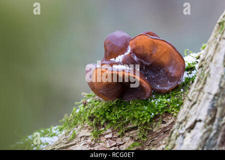 Ohrlappenpilz Holunderschwamm Judasohr,,, Judas-Ohr Ohrlappen-Pilz Holunder-Schwamm,,, Holunderpilz, Mu-Err, Auricularia auricula-judae, Hirneola auri Banque D'Images
