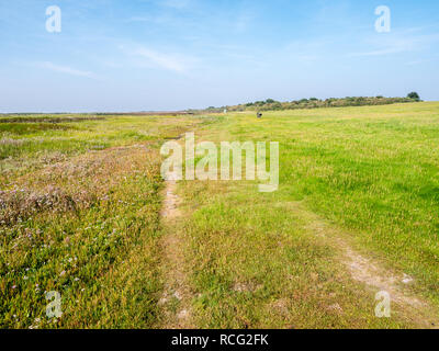Sentier dans les marais salants de l'île de Schiermonnikoog Frise occidentale, Frise, Pays-Bas Banque D'Images