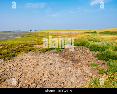 Les marais salés à marée basse et des cyclistes sur la digue sur une journée ensoleillée avec ciel bleu sur l'île de Schiermonnikoog Frise occidentale, Pays-Bas Banque D'Images