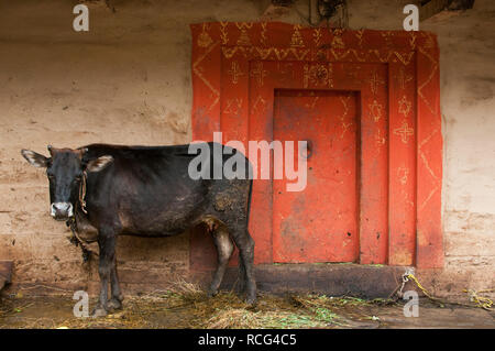 Une vache debout devant un bâtiment traditionnel à Manali, Inde Banque D'Images