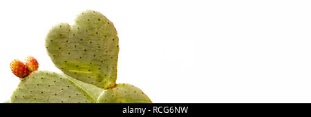 Cactus en forme de coeur isolé sur fond blanc vue panoramique Banque D'Images