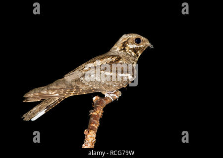 Engoulevent d'Europe (Caprimulgus europaeus), adulte perché sur une branche Banque D'Images