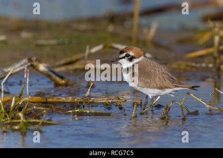 Kentish Plover (Charadrius alexandrinus), mâle adulte, debout dans un marais Banque D'Images