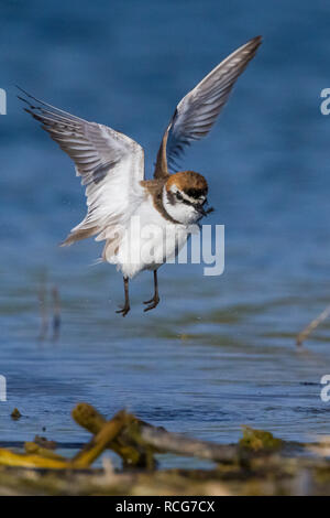 Kentish Plover (Charadrius alexandrinus), mâle adulte en vol Banque D'Images