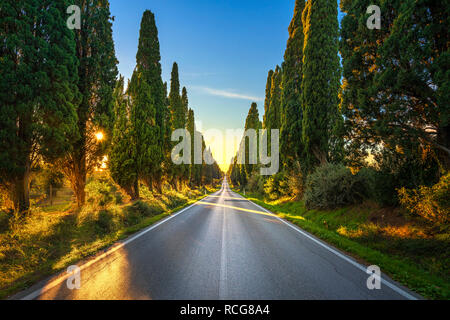 Cyprès de Provence célèbre paysage arbres boulevard tout droit. Monument de la maremme, Toscane, Italie, Europe. Banque D'Images