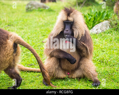 (Theropithecus Gelada mâle gélada singe) dans les montagnes Semien, Éthiopie. Banque D'Images