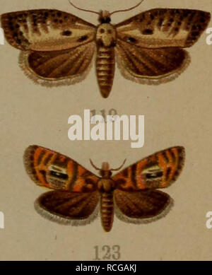 . Die Schmetterlinge Deutschlands mit besonderer Berücksichtigung ihrer Biologie. Les papillons. 122. 87. Emargana effractana Acalla v. Froel. - 88. Hastiana Acalla L.. - 88a Acalla hastiana combustana. ab Hb. - 89. Acalla niveana F. - 90. Schalleriana Acalla F. - 91. Acalla ferrugana trad. a. - 92. Acalla holmiana L. - 93. Dichelia gnomana cl. - 94. Oeaophthim Schitt pilleriana. - 95. Piceana Cacoecia L. f. - 96. Cacoecia piceana J . - 97. Cacoecia podana Sc. er- - 98. Cacoecia xylosteana jj. (F. - 99. Cacoecia xylosteana J . - 100. Cacoecia rosana L. (/• - 101. Cacoecia rosana $ . - 102. Cacoecia Banque D'Images