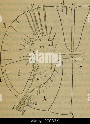 . Éléments d'histologie. L'histologie. Chap. XVI.] la moelle épinière. 131 de la pie-mère avec de gros troncs vasculaires. La substance blanche entre la partie antérieure et médiane ante- vant fissure latérale est la colonne antérieure, qu'entre la partie antérieure et latérale fissure latérale postérieure est la colonne latérale, et qu'entre la partie postérieure de la scissure médiane postérieure et latérale est la colonne postérieure. 169. Outre les septums situé dans le deux. Fig. 83.-Schéma d'une section transversale à travers le cordon dans la région de l'orifice cervical Swe ling. Une fissure longitudinale, en antérieur, postérieur ; 6 longit Banque D'Images