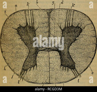 . Éléments d'histologie. L'histologie. Chap. XVI.] la moelle épinière. 129 diffère dans les différentes régions, et cette différence est principalement due à la longueur et l'épaisseur de la commissure grise. Dans une section à travers la région du col de la commissure grise est épaisse et courte ; dans la région dorsale il s'amincit et. Fig. 82.-Section transversale par la moelle épinière de veau. a, pie-mère ; 5, prolongation de pie-mère dans la fissure longitudinale antérieure ; c fissure longitudinale postérieure ; d, colonne antérieure de la substance blanche ; e, colonne latérale de même ; /, la colonne postérieure de même ; g, Banque D'Images