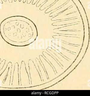 . Die rohstoffe des pflanzenreiches rohstofflehre ; versuch einer technischen des pflanzenreiches. La botanique, économique, Materia Medica, de légumes. V-'/AlAv. Veuillez noter que ces images sont extraites de la page numérisée des images qui peuvent avoir été retouchées numériquement pour plus de lisibilité - coloration et l'aspect de ces illustrations ne peut pas parfaitement ressembler à l'œuvre originale.. Wiesner, Jules, 1912-1992. Leipzig, Engelmann W. Banque D'Images