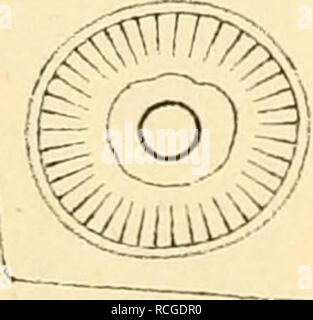 . Die rohstoffe des pflanzenreiches rohstofflehre ; versuch einer technischen des pflanzenreiches. La botanique, économique, Materia Medica, de légumes. . Veuillez noter que ces images sont extraites de la page numérisée des images qui peuvent avoir été retouchées numériquement pour plus de lisibilité - coloration et l'aspect de ces illustrations ne peut pas parfaitement ressembler à l'œuvre originale.. Wiesner, Jules, 1912-1992. Leipzig, Engelmann W. Banque D'Images