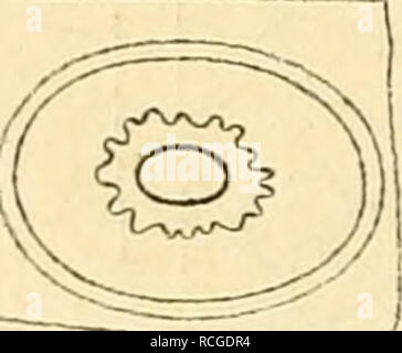 . Die rohstoffe des pflanzenreiches rohstofflehre ; versuch einer technischen des pflanzenreiches. La botanique, économique, Materia Medica, de légumes. . Veuillez noter que ces images sont extraites de la page numérisée des images qui peuvent avoir été retouchées numériquement pour plus de lisibilité - coloration et l'aspect de ces illustrations ne peut pas parfaitement ressembler à l'œuvre originale.. Wiesner, Jules, 1912-1992. Leipzig, Engelmann W. Banque D'Images