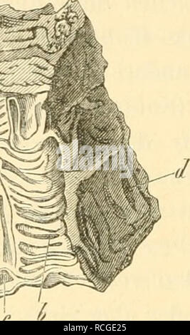 . Die rohstoffe des pflanzenreiches rohstofflehre ; versuch einer technischen des pflanzenreiches. La botanique, économique, Materia Medica, de légumes. 132 de la section Zweiter. Harze. I. Physikalische und Charakteristik naturhistorische. Form und Grösse der natürlichen. Harzstücke Die festen Harze l'tropfenförmige haben ("Thränen"), stalaktitische- oder knollen artige Gestalten. Verbreitet sich das Harz über die von Pflanzentheiles Oberfläche und es sammelt sich diesem une tropfenförmige, kommen meist zum Vorschein oder Formen stalaktitische ; fliesst mourir dans Harzmasse den Boden, wie dies bei v Banque D'Images