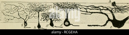 . Éléments d'histologie. L'histologie. Rétine. Cellule 449 est multipolaire, et doté d'un lar^e noyau. Un processus est dirigé vers l'intérieur et de l'axone, Ijeconies étant un fibie de la couche de fibres nerveuses. Plusieurs processus ramifiés ou dendrites passer de l'autre côté de la cellule dans la prochaine couche externe-c.-à-d. l'intérieur de la couche moléculaire. À partir de la recherches de Eamon y Cajal, c'est clair. Fig.273.-de la rétine de chien. j'^Afttr},Ca Quaiiis fTom al ''anatomie. Un petit (spougiuhlast, amacrines) de l'intérieur de la couche moléculaire : c, grand ganglion cell ; /,g,h, i, les petites cellules ganglionnaires dans l'intérieur arborising Banque D'Images