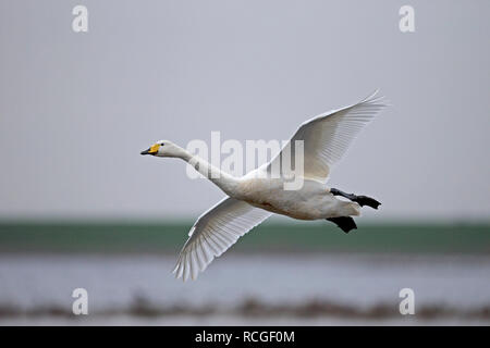 Cygne chanteur (Cygnus cygnus) Banque D'Images