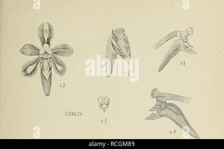 . Monochapelle Die von Java. Les orchidées. . Veuillez noter que ces images sont extraites de la page numérisée des images qui peuvent avoir été retouchées numériquement pour plus de lisibilité - coloration et l'aspect de ces illustrations ne peut pas parfaitement ressembler à l'œuvre originale.. Smith, J. J. (Johannes Jacobus), 1867-1947. Leiden  : E. J. Brill Banque D'Images
