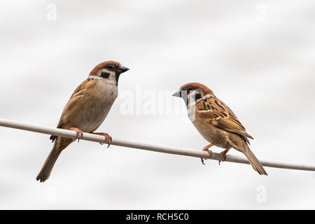 Deux petits moineaux se percher sur le fil isolé sur fond blanc Banque D'Images