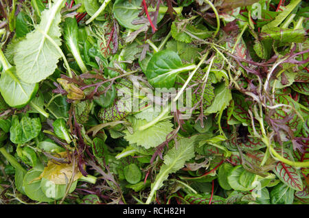 Salade Mixte frais verts empilés vue rapprochée sur le terrain Banque D'Images