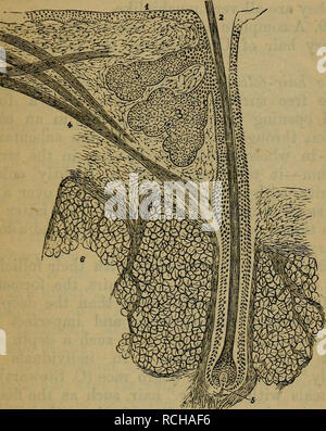 . Éléments d'histologie. L'histologie. Chap. XXXIV.J la peau. 279 presque partout contient des follicules cylindriques, planté plus ou moins près de l'un à l'autre, et en groupes. Dans chacun d'eux est fixe la racine d'un cheveu ; cette partie. Fig. C7.-section longitudinale au moyen d'un cheveu humain. 1, l'épiderme ; 2, de la bouche de follicule de cheveux ; 3, 4 ; follicule, musculus arrector pili ; 5, 6 ; les cheveux de la papille, le tissu adipeux. (Atlas.) des cheveux qui projette au-delà de la surface générale de la peau est l'arbre. Un peu d'endroits contiennent pas de sèche-follicules, tels, par exemple, que le côté palmaire de la main et fo Banque D'Images