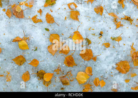 Les feuilles jaune sec de bouleau blanc en hiver la neige comme arrière-plan en saison naturelle Banque D'Images