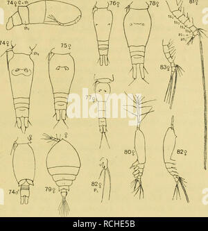 . Planctoncopepoden Die Adria. Faunistischen Versuch einer Übersicht. Planctoucopepoden Die Adria. 633 - Vi 81 ?. Fig. Q. 74 Oncaea conifera Giesbrecht. 7ö 0. media Giesbrecht. 76 O. mediferratiea Claus. 77 0. subtilis Giesbrecht. 780. venusta Philippes. 79 Pachos pundatum (Noël). 80 Monstrilla io"^s ?icorn Thompson. 81 Thaumaleris BovRiis longispinosus. 82 e. thompsoni Giesbr. 8S Th. rigidus Thompson. [Alle Abbildungen nach' Giesbrecht.] 1. Thautnaleus Boukne longispinosus. Age, 1902. $. Ca Vorderkörper. ÖVs^al tellement laug- le Hinterkörper. Eumpf zylindrisch ungefähr ; seine fait Dic Banque D'Images