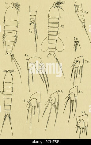 . Planctoncopepoden Die Adria. Faunistischen Versuch einer Übersicht. Planctoncopepoden Die Adria. 559 fingerförmigem Glied mit, dans ausgehendem Fortsatz eine Borste am Außenrande Innenrandborste und. $ mit einem einzigen. Eiersack Bestimmungsschlüssel der Arten. Des Hinterrand Genitalsegments und der folgenden- abdominale segmente glatt, coronaia Hinterrand L.- Noël des Genitalsegments und der folgenden- abdominale segmente mit feinen Spitzen besetzt rosea L. G. 0. Le SRAS.. Fig. H. 1 ChAVH Longipedia coronata. 3 L.rosea G.O. Upa. 3.CanucllaperplexaT elonyatum Ectinosoma Scott, 4 G. Banque D'Images