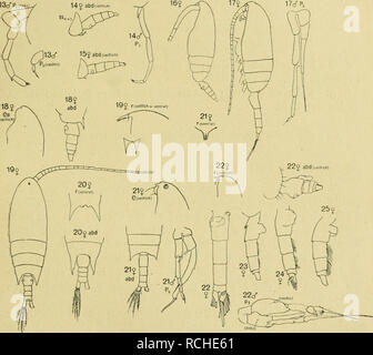 . Planctoncopepoden Die Adria. Faunistischen Versuch einer Übersicht. Planctoncopeiioden Die Adria. 503 5. Bein des ^ liens 6gliedrig vorletzte Glied, das mit 1 kurzen Stachel an der distalen Außenecke apicalen Stacheln und 2 kurzen suis Endglied, rechts nur 2g'liedrig, das mit 1 Endglied längeren und sehr kurzen Apicaldorn 1. L'abdomen des ögliedrig Oenitalsegment J, das länger als alle übrigen Segmente ; Furcaläste diver- gierend, etwas mehr als doppelt so lang wie breit, die 2 mittleren Endborsten länger als die äußeren. $ unbekannt.. Fig. B. 13 Piezocalanus lagunaris Agnès Prigent. 14 Clauso Banque D'Images