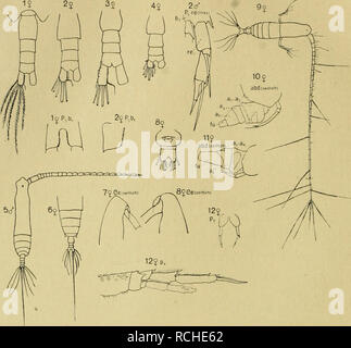 Fig A I 1 Fimnarchicks Gunnak Calanus 3 C Minor Noel 3 C Dana Tenuicornis I C Gracilis Dai A 5 Ahenuatus Eucalanus Y Atua O Jeh Elongatus Daha 7 L Ue Monachus Giesbr Crassns Giesbr